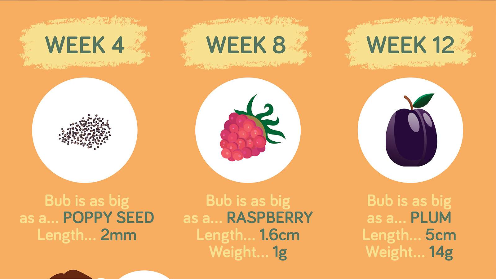 Pregnancy- Baby growth chart How big is your baby this week  [Infographic]-2