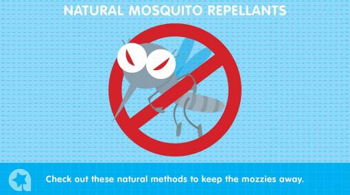 Parents-–-Natural-ways-to-keep-mosquitoes-at-bay-main